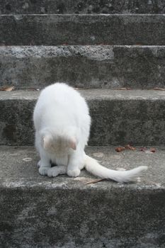 White cat on stairs