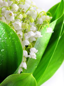 Lily-of-the-valley against a white  background