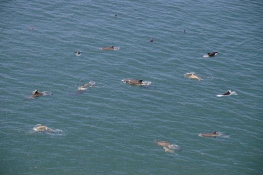 an arial view of a school of dolphins playing