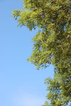 a tall tree at the side with a blue sky