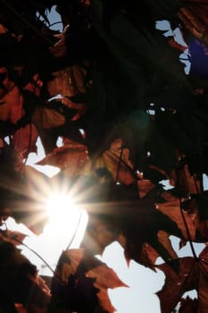 sun beams shining through the leaves in a tree