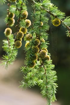 Branch of Larch tree with needles and cones in summer in park