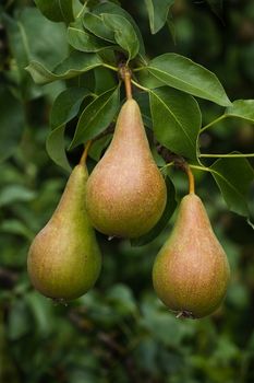 Branch with riping pears on a tree in summer