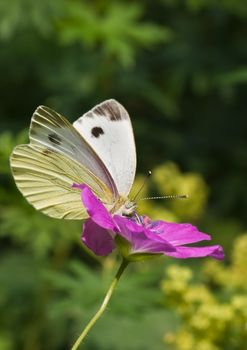 Large white on Geranium flower in the garden