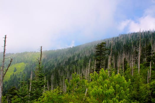 smoky mountains hazy blue skies and the smoke or fog line