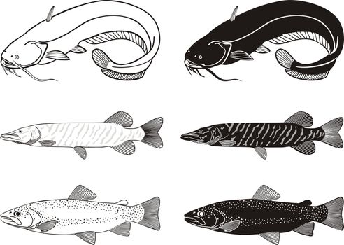 Black and white vector illustration Freshwater fish - Carp, Grass carp, Bream high