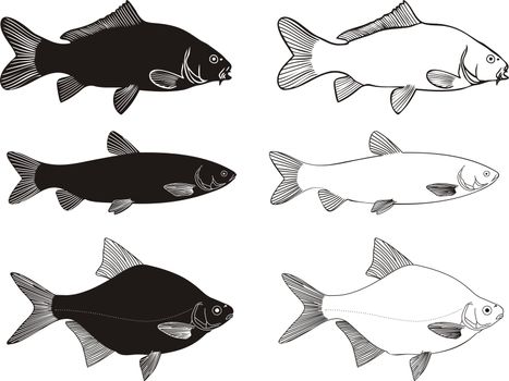 Black and white vector illustration Freshwater fish - Carp, Grass carp, Bream high