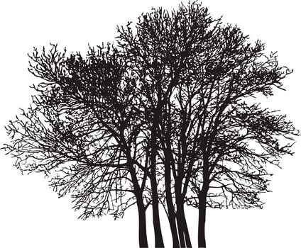 black illustration of the deciduous trees