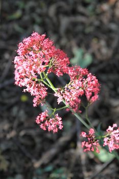 Pink Statice Flowers close up.