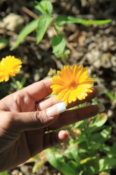 Close up of the person holding a daisy flower.