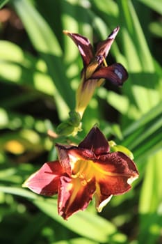 Close up of a canna lily flower.