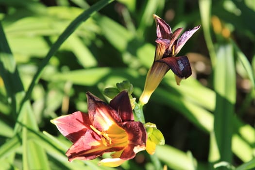 Close up of a canna lily flower.