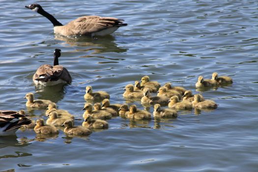 Close up of the Ducklings.