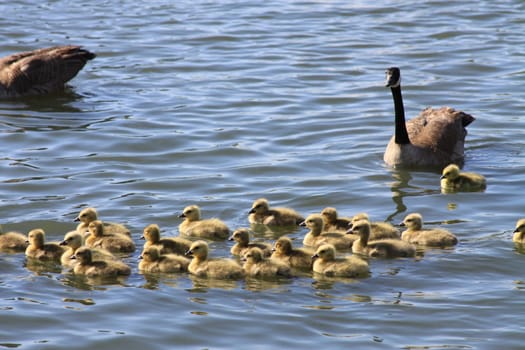 Close up of the Ducklings.