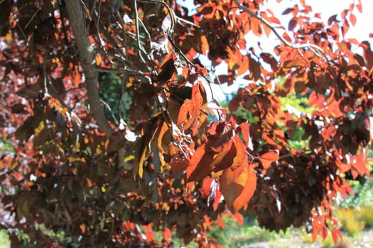 Maple tree with yellow leaves over blue sky.