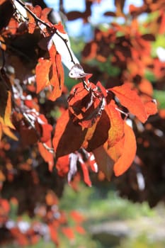 Maple tree with yellow leaves over blue sky.