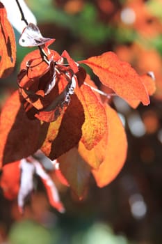 Maple tree with yellow leaves over blue sky.