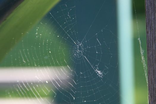 Spider Web close up showing patterns.