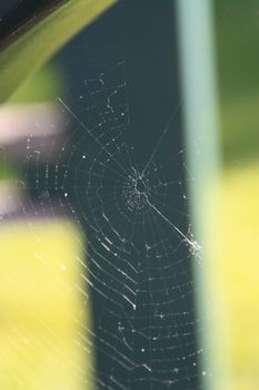 Spider Web close up showing patterns.