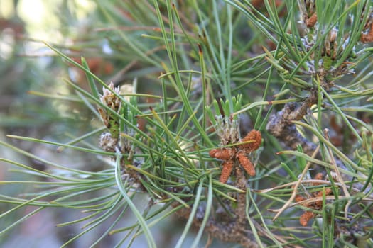 Green pine tree on a sunny day.