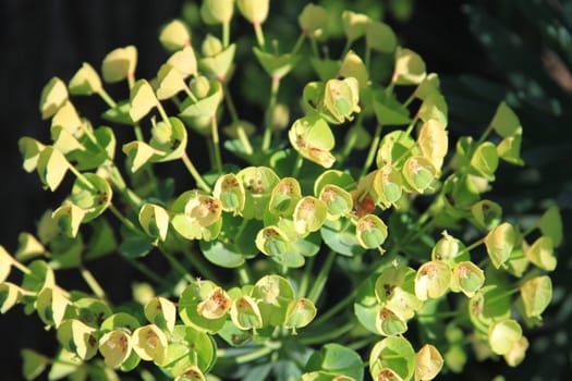 Chinese Tallow Tree close up.