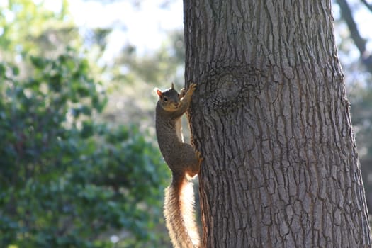 Close up of a cute squirrel.
