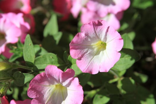 Primrose flowers close up on a sunny day.