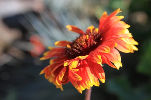 Close up of the daisy flower.