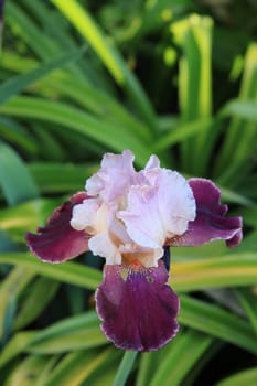 Iris flower on a sunny day.