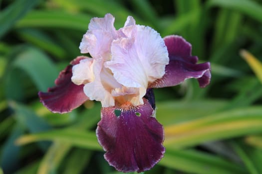 Iris flower on a sunny day.