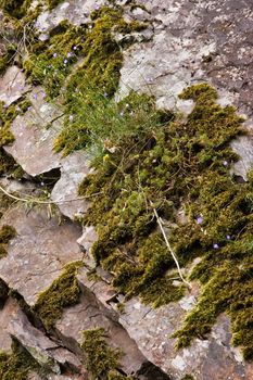 Blue flowers and moss growing on rockwall in the mountains 