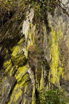 Rockwall overgrown with moss, lychens and bushes-vertical image