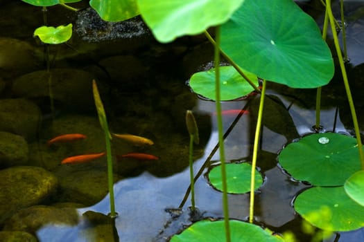 Pond with boulders under water, goldfishes and waterplants