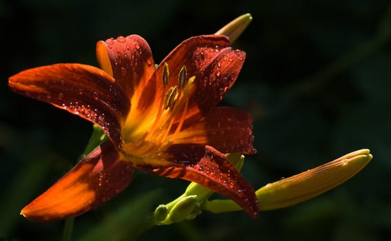 Orange daylily in the sun after rainfall on summer morning