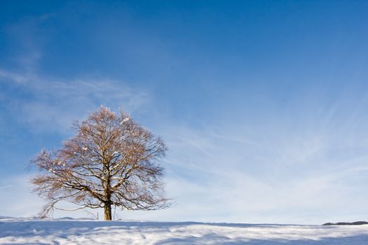 Long tree against a snow covered winter setting landscape