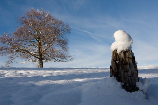 Long tree against a snow covered winter setting landscape