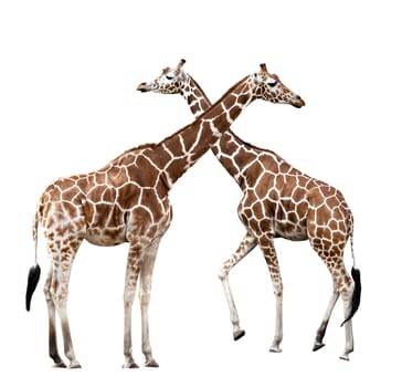 Two walking giraffes isolated on white background
