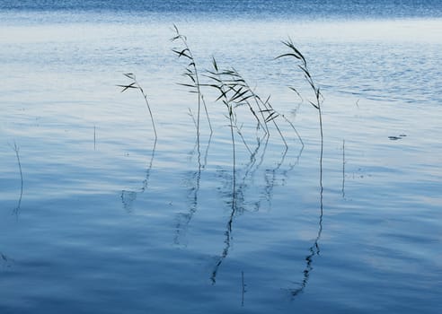 Lake weeds in water in the evening