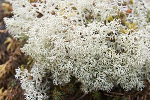 Close-up of white lichen, north of Russia