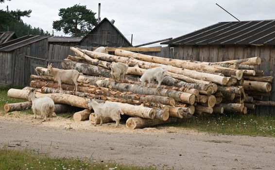 Russian village, goats grazing on a woodpile