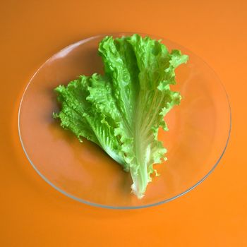 A lettuce leaf on a glass plate, fork and knife