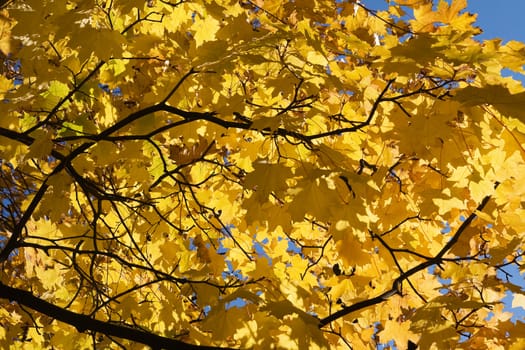 Yellow maple leaves against blue sky
