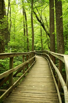 a Wooden bridge through the forest