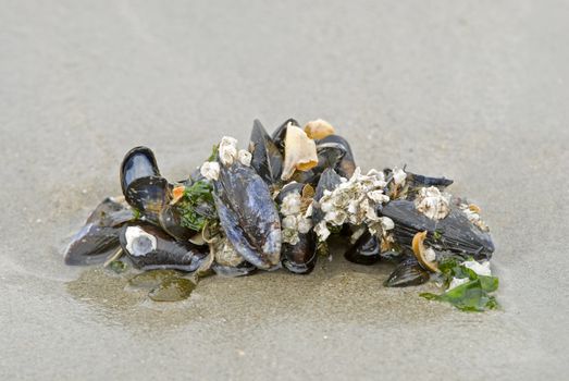 Many shells with algea on the beach