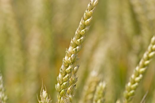 Closeup shot of a wheat ear in the summer.