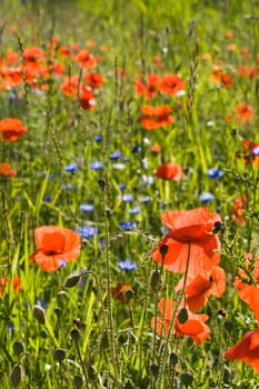 Field in summer with red corn poppy and blue flowers