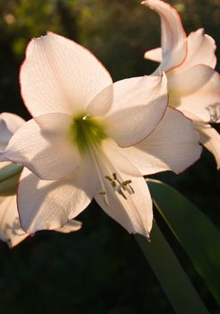 Hippeastrum Picotee flowers in summer evening light