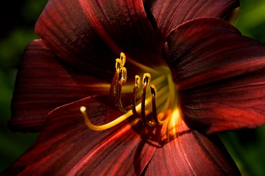 Beautiful dark red daylily blooming in the summer sun