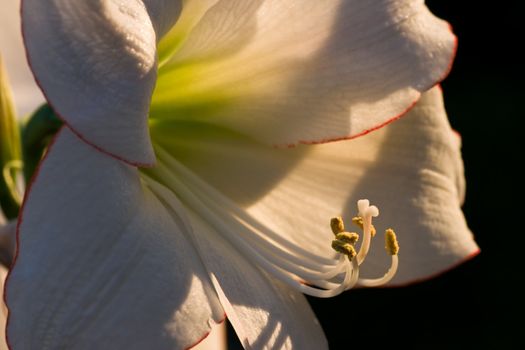 Amaryllis Picotee macro image in evening sunshine 