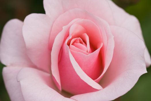 Soft pink rose blooming in the garden in summer